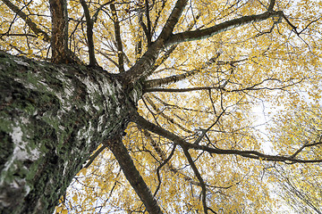 Image showing birch trees in autumn