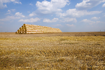 Image showing ripe yellow cereals