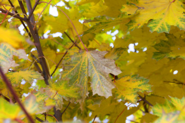 Image showing autumn in the park