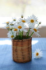 Image showing Morning daisies