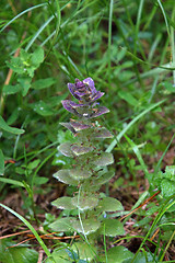 Image showing Ajuga Pyramidalis