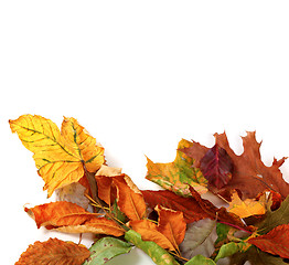 Image showing Multicolor autumn dry leafs