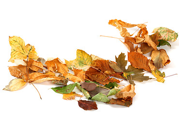 Image showing Autumn dried leafs isolated on white 