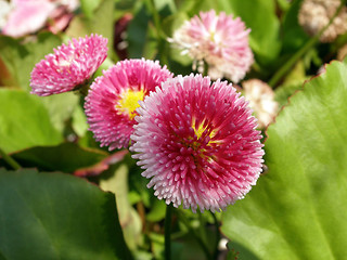 Image showing bellis