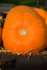 Image showing Pumpkin in Autumn