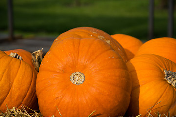 Image showing Pumpkin in Autumn