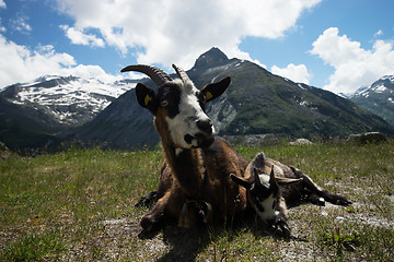 Image showing Goat at the Kölnbrein Dam, Carinthia, Austria