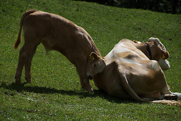 Image showing Cows in Carinthia, Austria