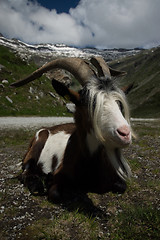 Image showing Goat at the Kölnbrein Dam, Carinthia, Austria