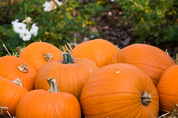 Image showing Pumpkin in Autumn