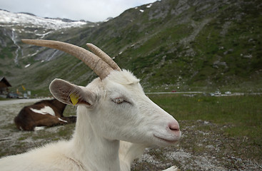 Image showing Goat at the Kölnbrein Dam, Carinthia, Austria