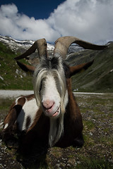 Image showing Goat at the Kölnbrein Dam, Carinthia, Austria