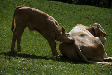 Image showing Cows in Carinthia, Austria