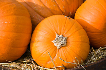 Image showing Pumpkin in Autumn