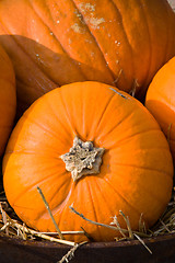 Image showing Pumpkin in Autumn