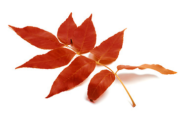 Image showing Red autumnal leaf on white background