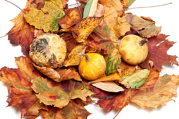 Image showing Three small decorative pumpkins on autumn leafs