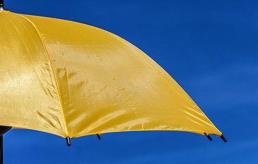 Image showing Yellow Parasol