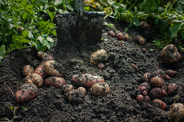 Image showing Fresh harvesting potatoes