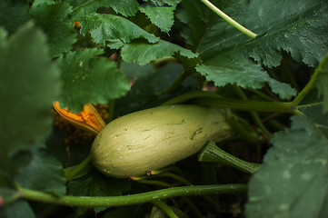 Image showing Fresh harvesting zucchini