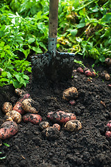 Image showing Fresh harvesting potatoes