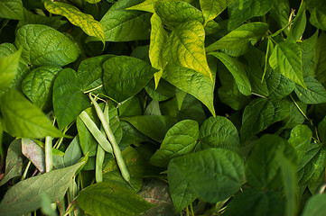 Image showing Fresh harvesting beans