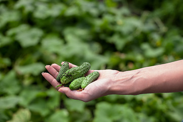 Image showing Fresh harvesting cucumbers