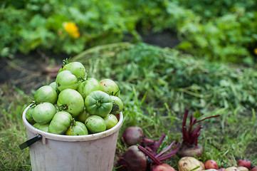 Image showing Fresh harvesting tomatoes