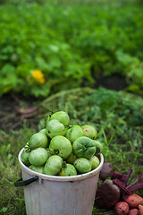 Image showing Fresh harvesting tomatoes