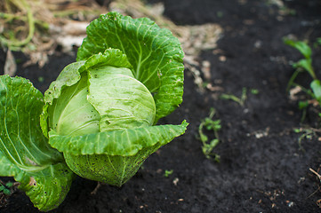 Image showing Fresh harvesting cabbage