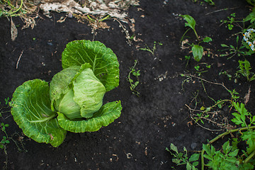 Image showing Fresh harvesting cabbage