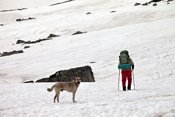 Image showing Dog and hiker in snow mountains at gray spring day.