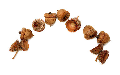 Image showing Autumn oak acorns