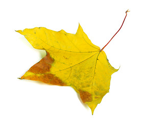 Image showing Autumn multicolor maple-leaf