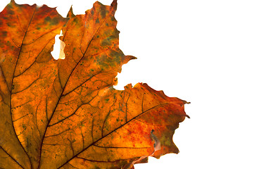 Image showing Dry maple leaf in corner