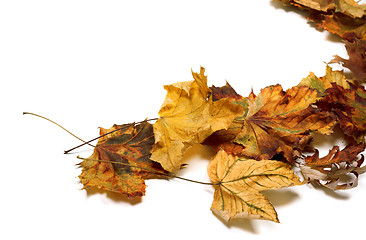 Image showing Autumn dried maple leafs