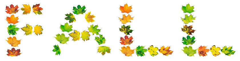 Image showing Letter F composed of autumn maple leafs