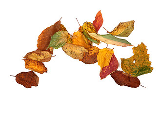 Image showing Multicolor autumn leafs