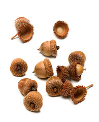 Image showing Autumn oak acorns on white background