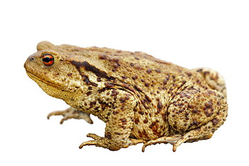 Image showing toad over white