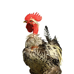 Image showing fluffy rooster over white