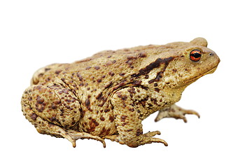 Image showing isolated common toad