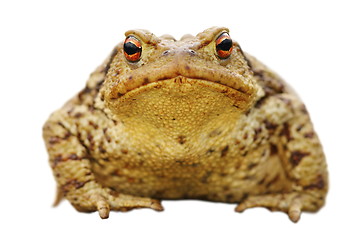 Image showing isolated close up of common toad