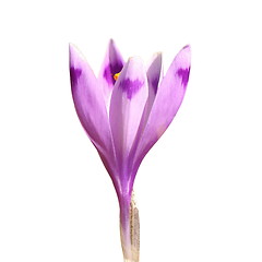 Image showing isolated spring crocus