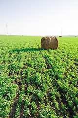 Image showing hay stacks on green field