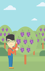 Image showing Farmer collecting grapes vector illustration.