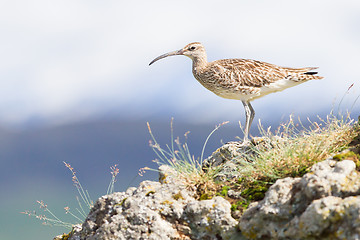 Image showing Whimbrel - Iceland