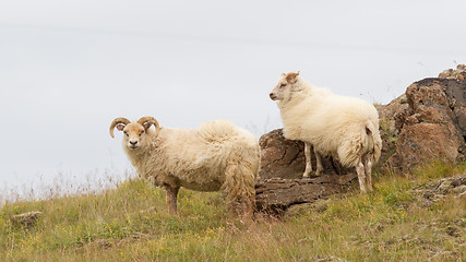 Image showing Icelandic sheep in meadow