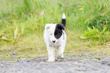 Image showing Border Collie puppy on a farm