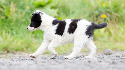 Image showing Border Collie puppy on a farm